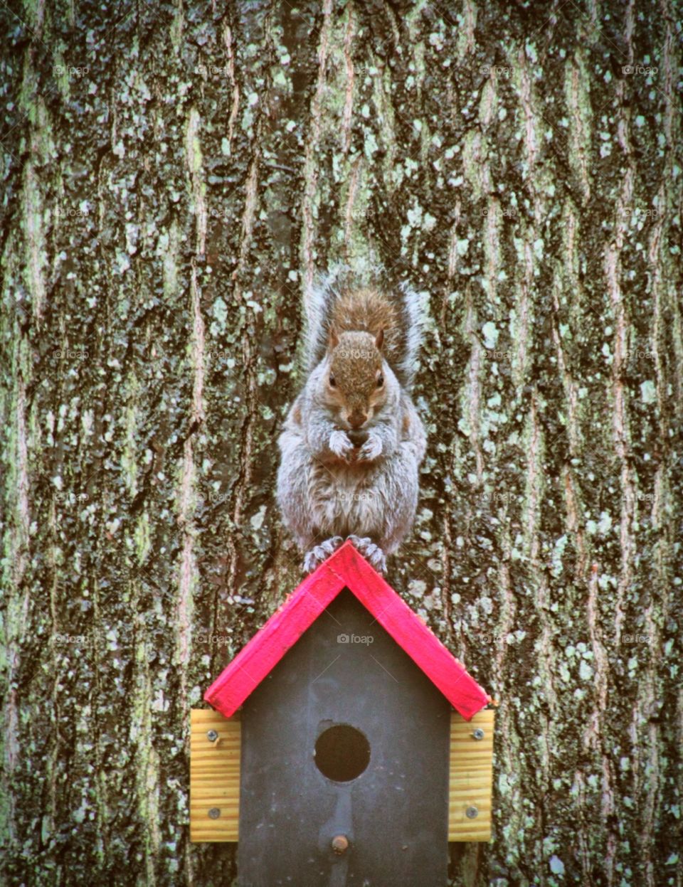 Squirrel on a birdhouse 