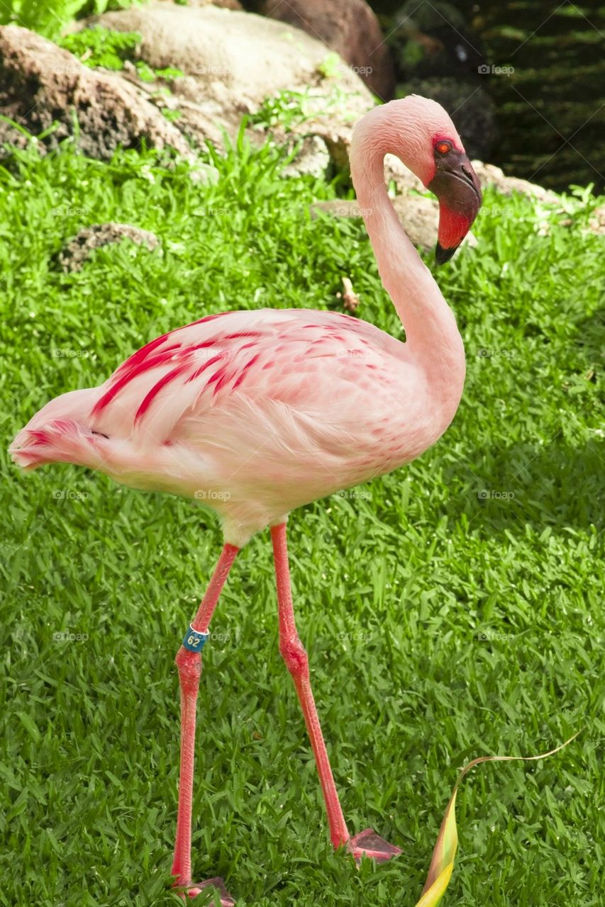 Flamingo 