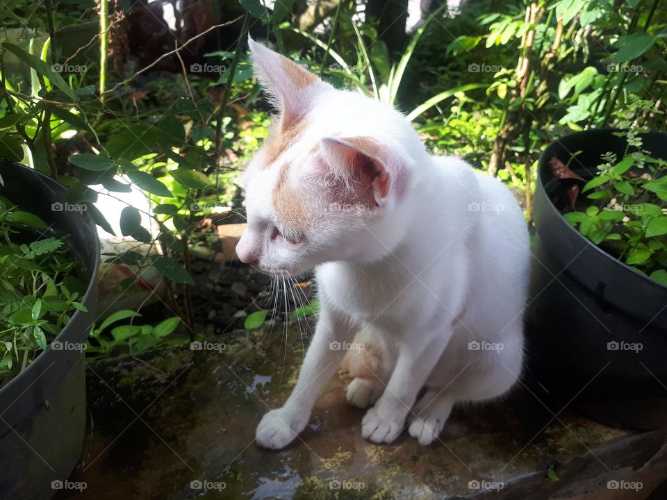 sad cat expression in the garden of the house