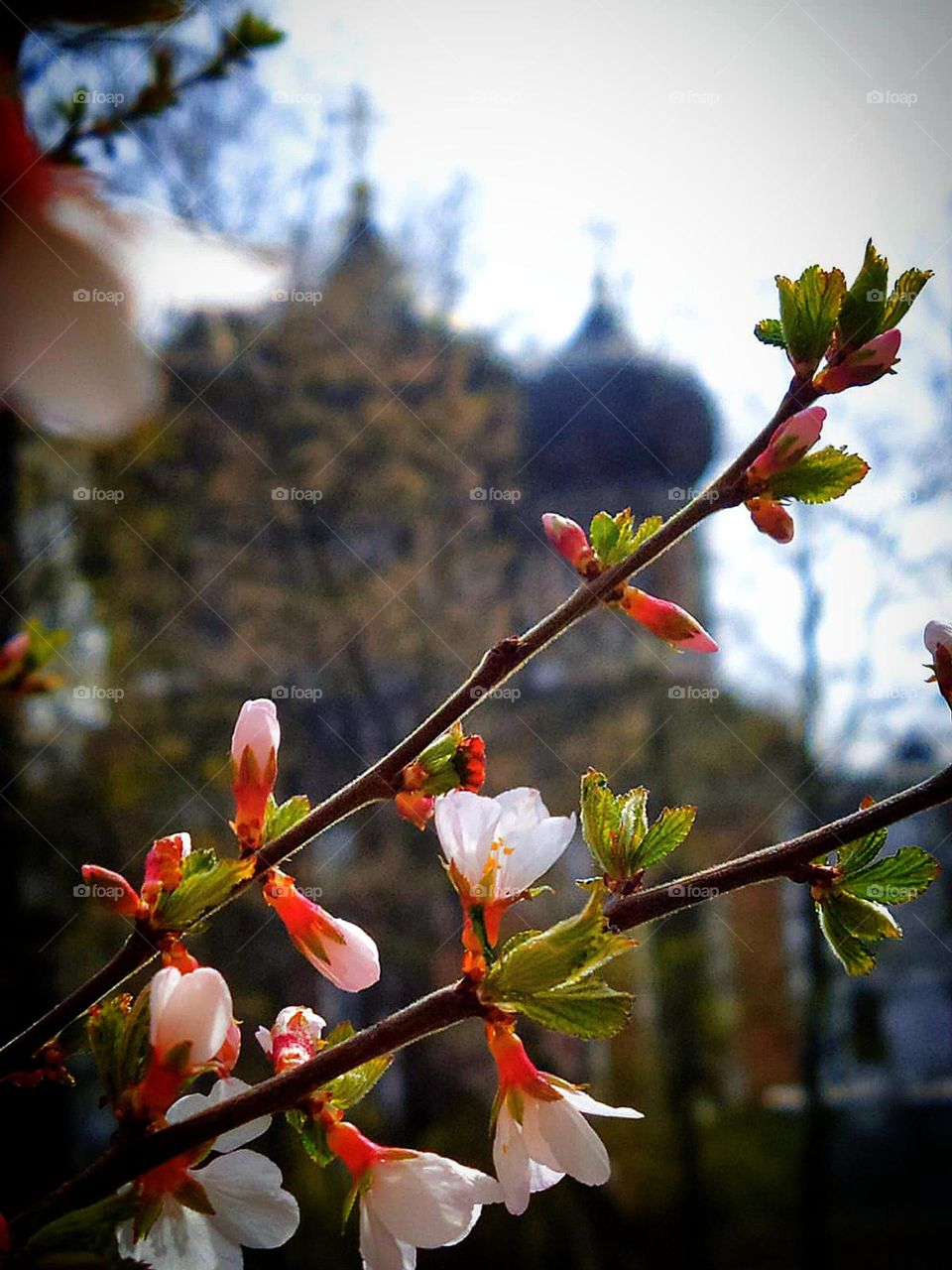 Spring. Cherry branch with green leaves and white flowers against the background of the domes of the temple