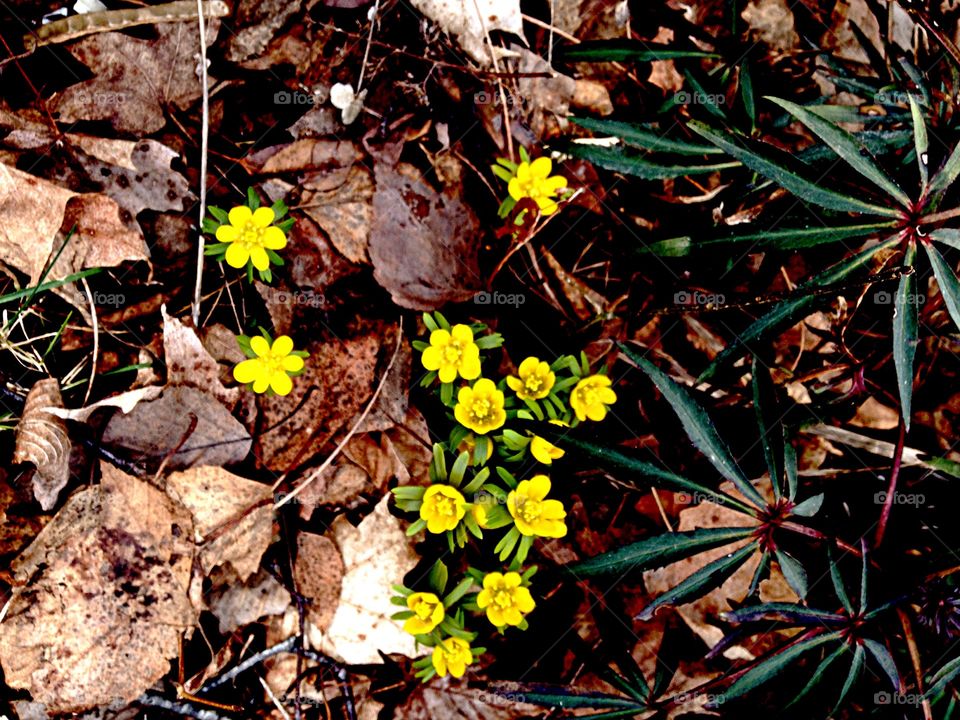 Winter aconites