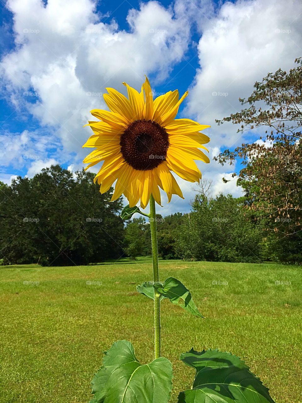 Sunflower love
