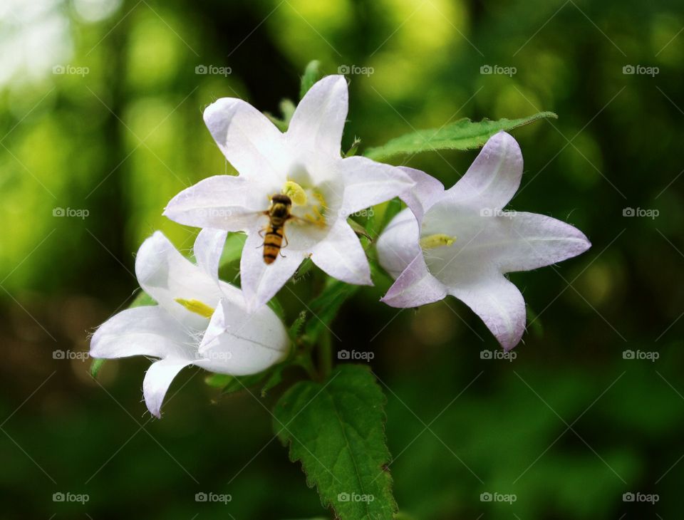 White bellflowers