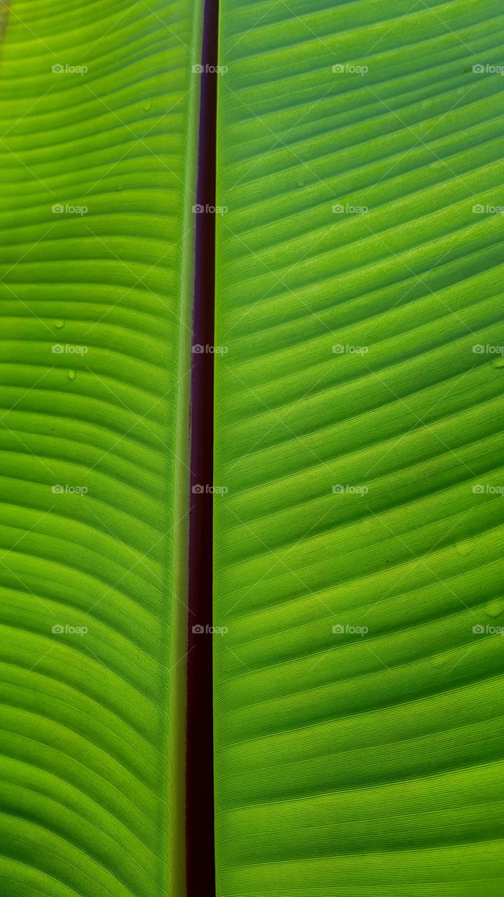Leaf