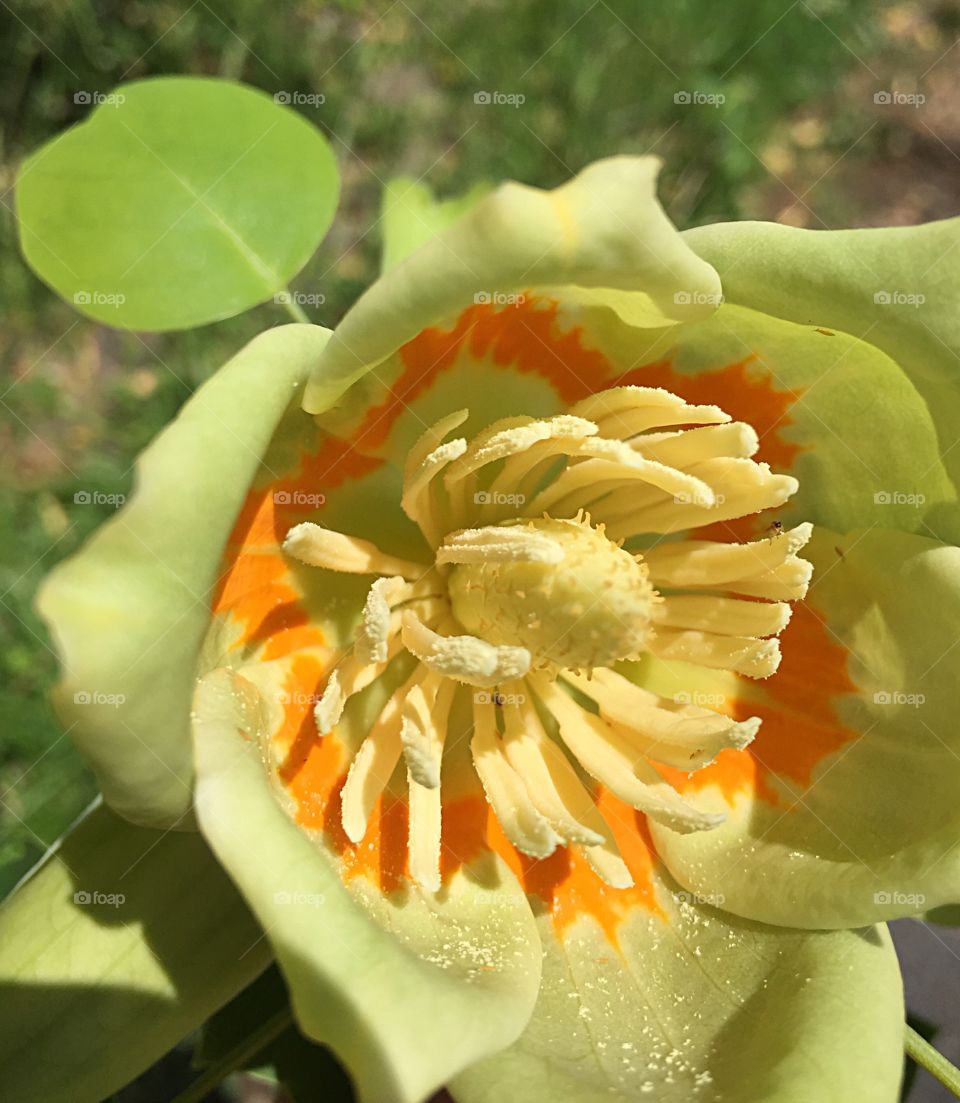 Close-up of flower