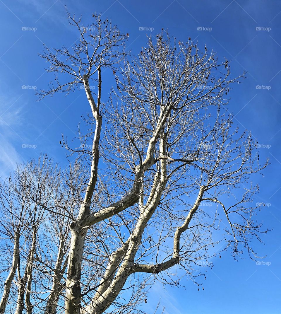 trees in Aix-en-Provence