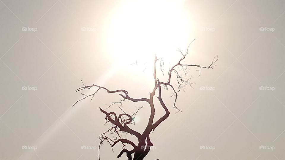 beautyfull extreamly summer sunshin on tree