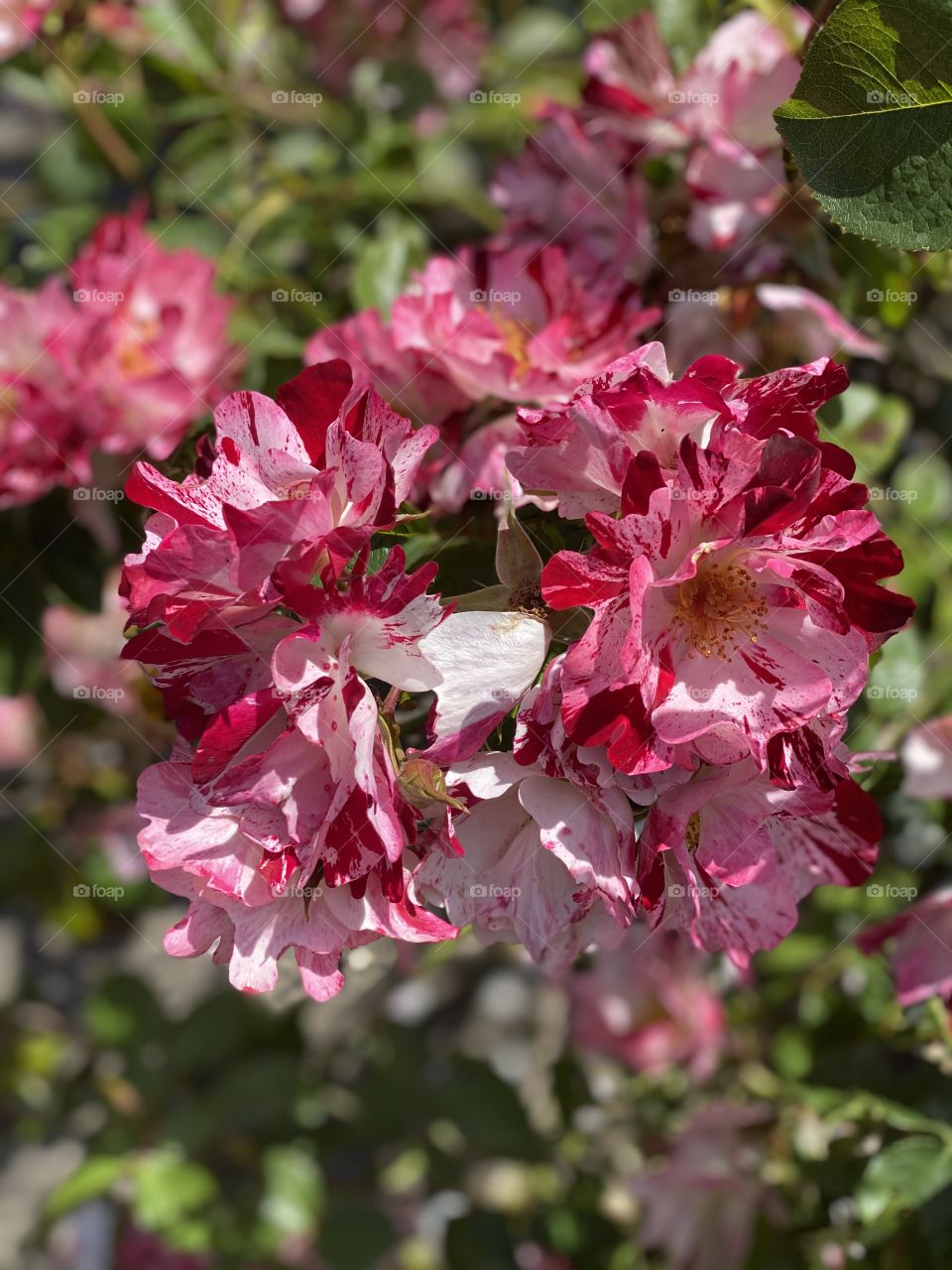 Multicolored red flowers