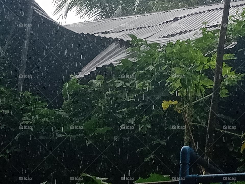 A rainy day scene with many plants and an old house from inside of my house