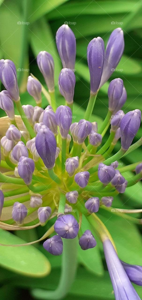 muy pronto se abrirá la flor agapantus en su esplendor natural y generoso