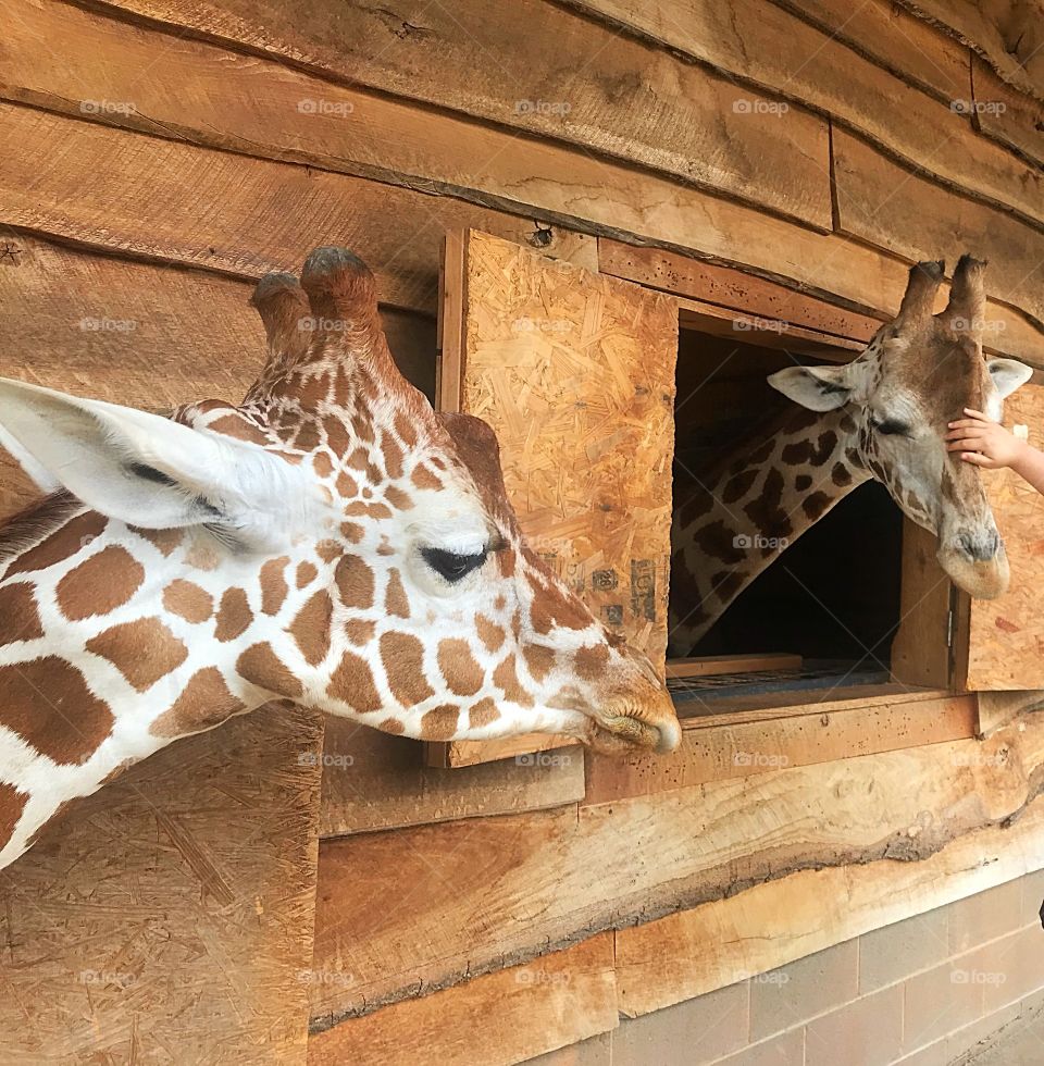 Two giraffes looking at eachother