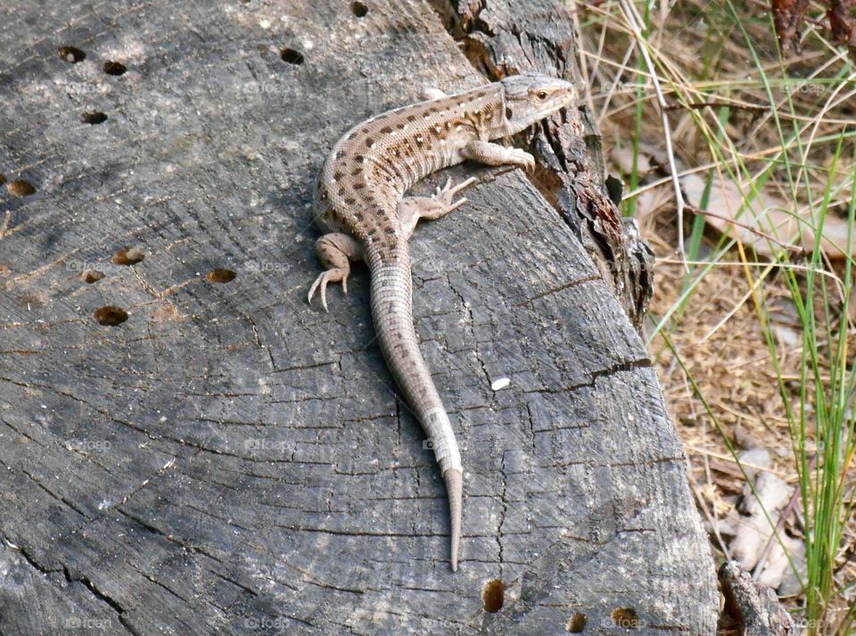 Lizard, Reptile, No Person, Nature, Wildlife