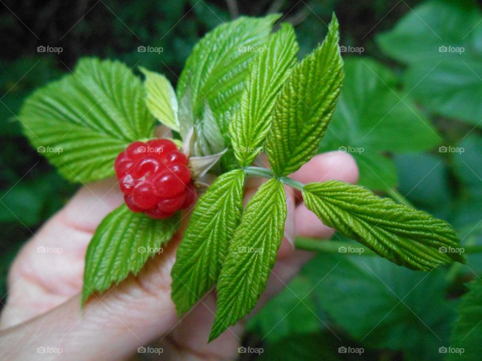 Human hand holding raspberry plant