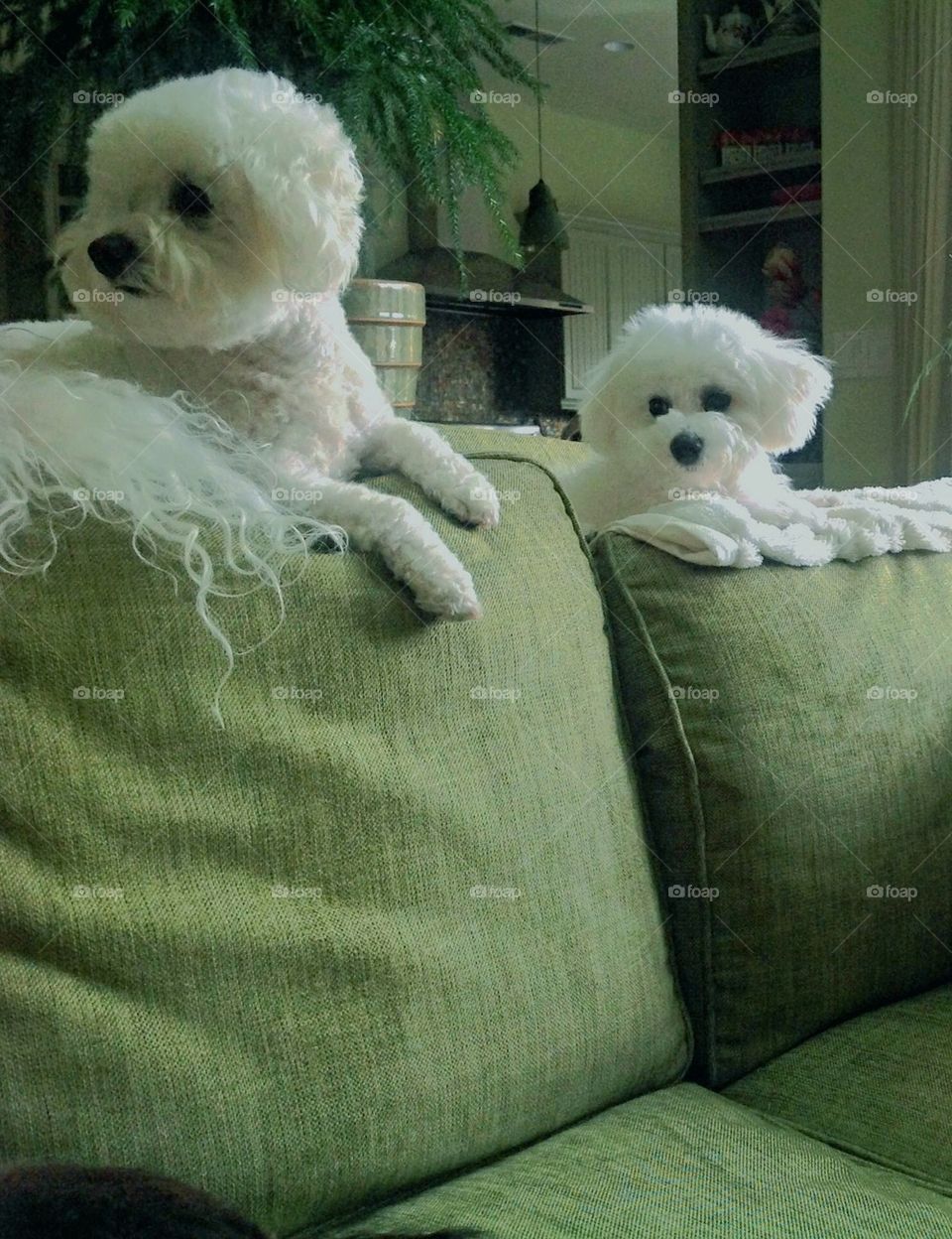 Pet bichons frises