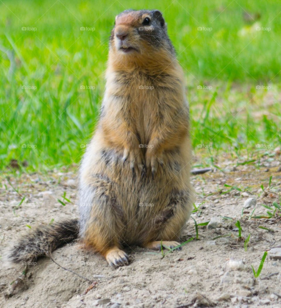 Groundhog, prairie dog in alpine meadow near Banff Alberta wildlife