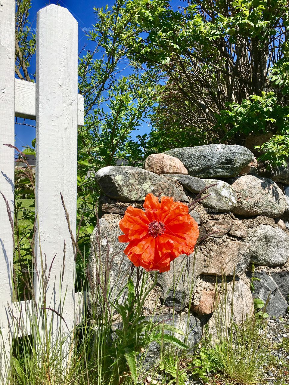 Bright orange flower in grass