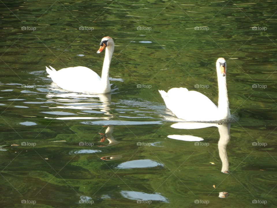 Two Swimming Swans