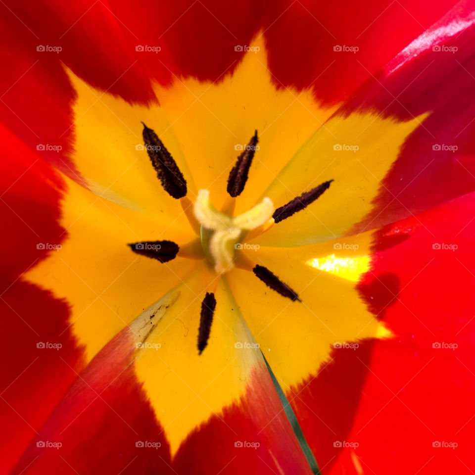 tulip