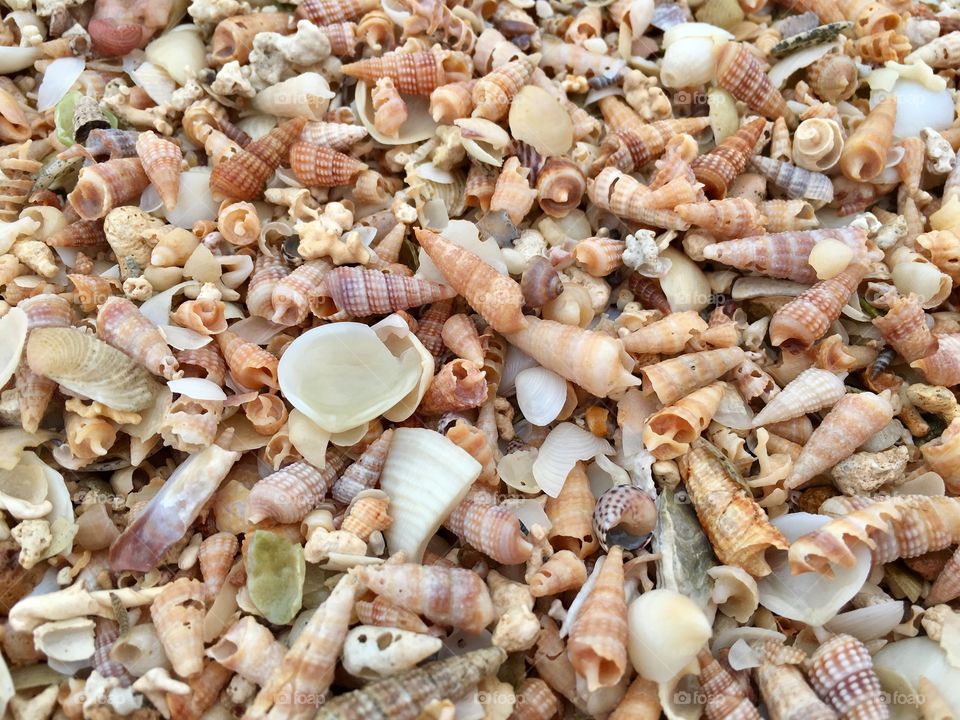 Tiny seashells in abundance