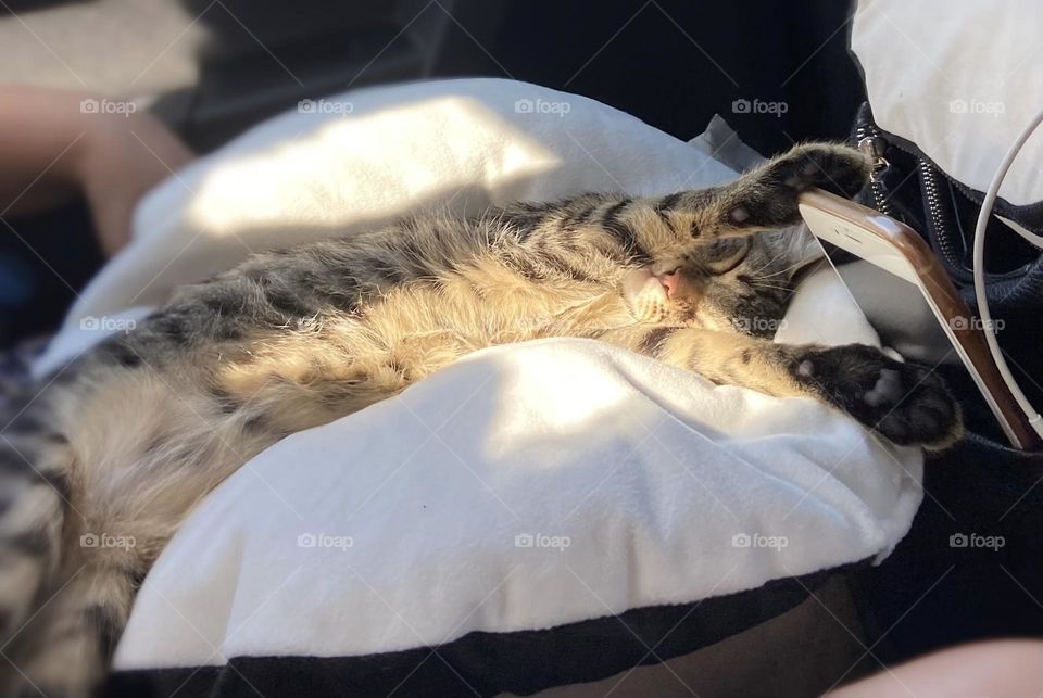 Meet my road trip queen! 🐾 Snuggled on her pillow, she dreams of endless adventures. This cozy, car-napping moment is pure cuteness and wanderlust rolled into one. Perfect for cat lovers and travel enthusiasts alike. Grab this purr-fect shot today!”