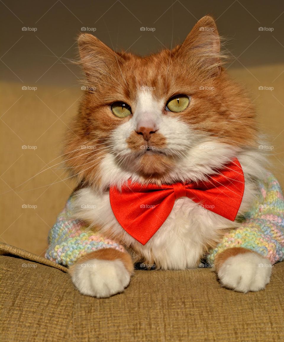 cat funny beautiful portrait in red ♥️ bow tie holding season, cozy winter