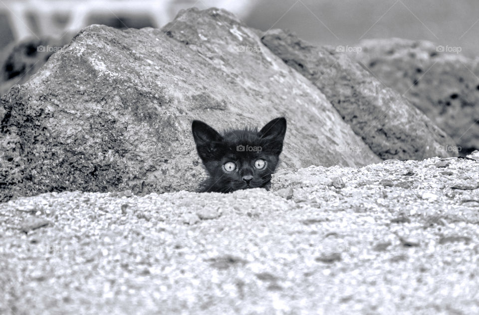 Black Kitten Hiding Behind Rocks