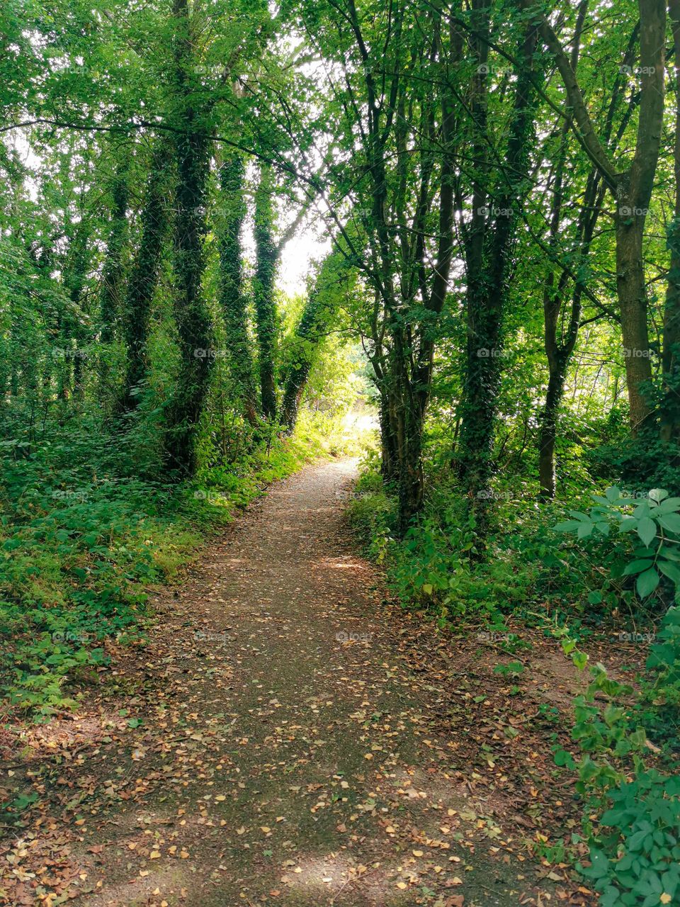 A path in the green woods