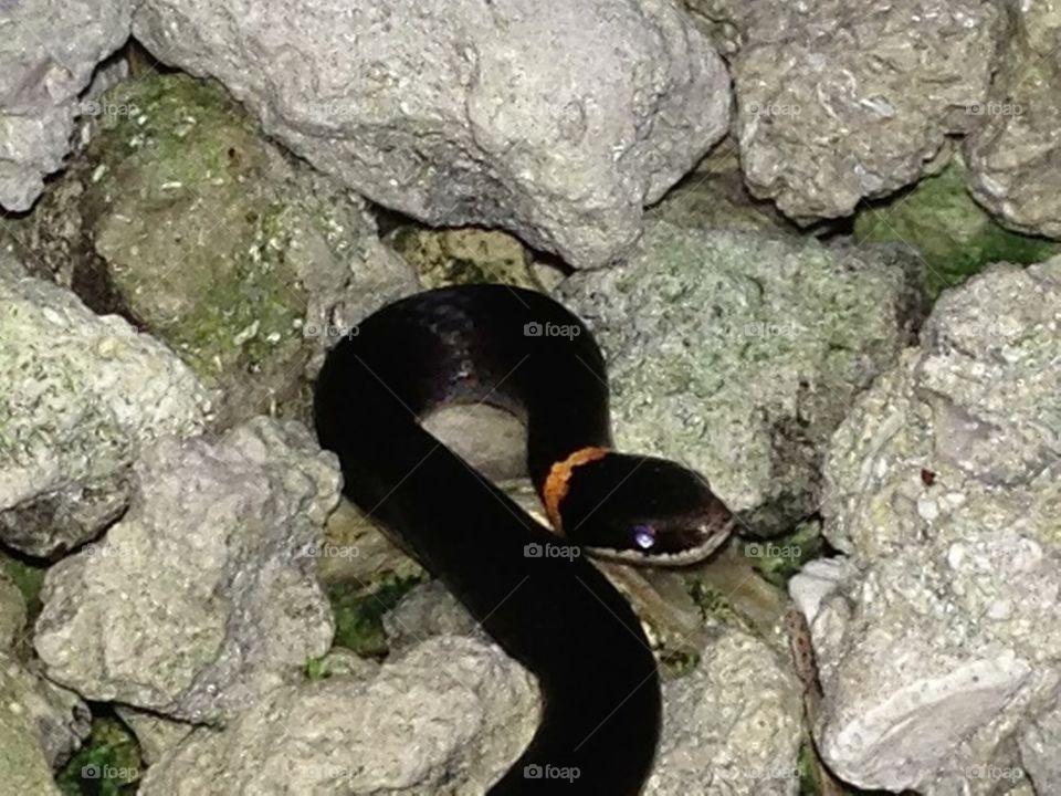 Ring neck snake