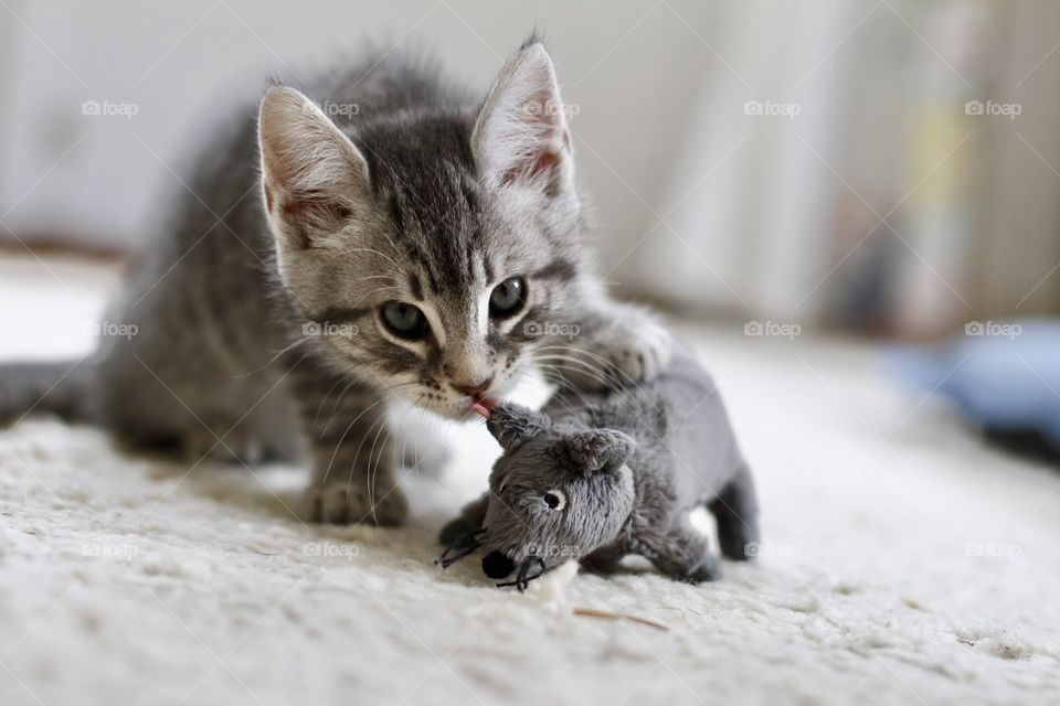 cute kitten playing