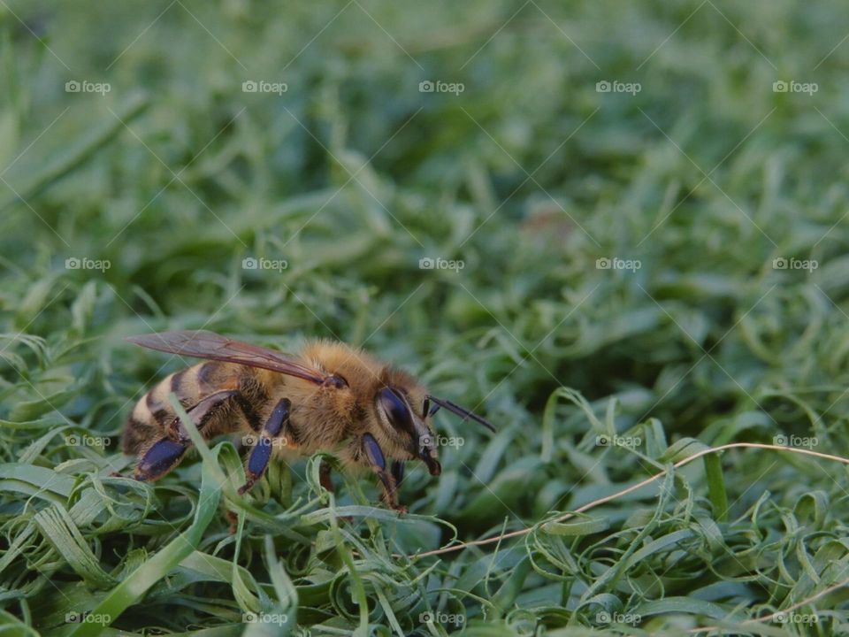 Macro Shot of a Honey Bee 🐝