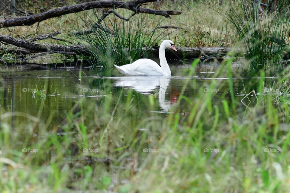Swan Environment 