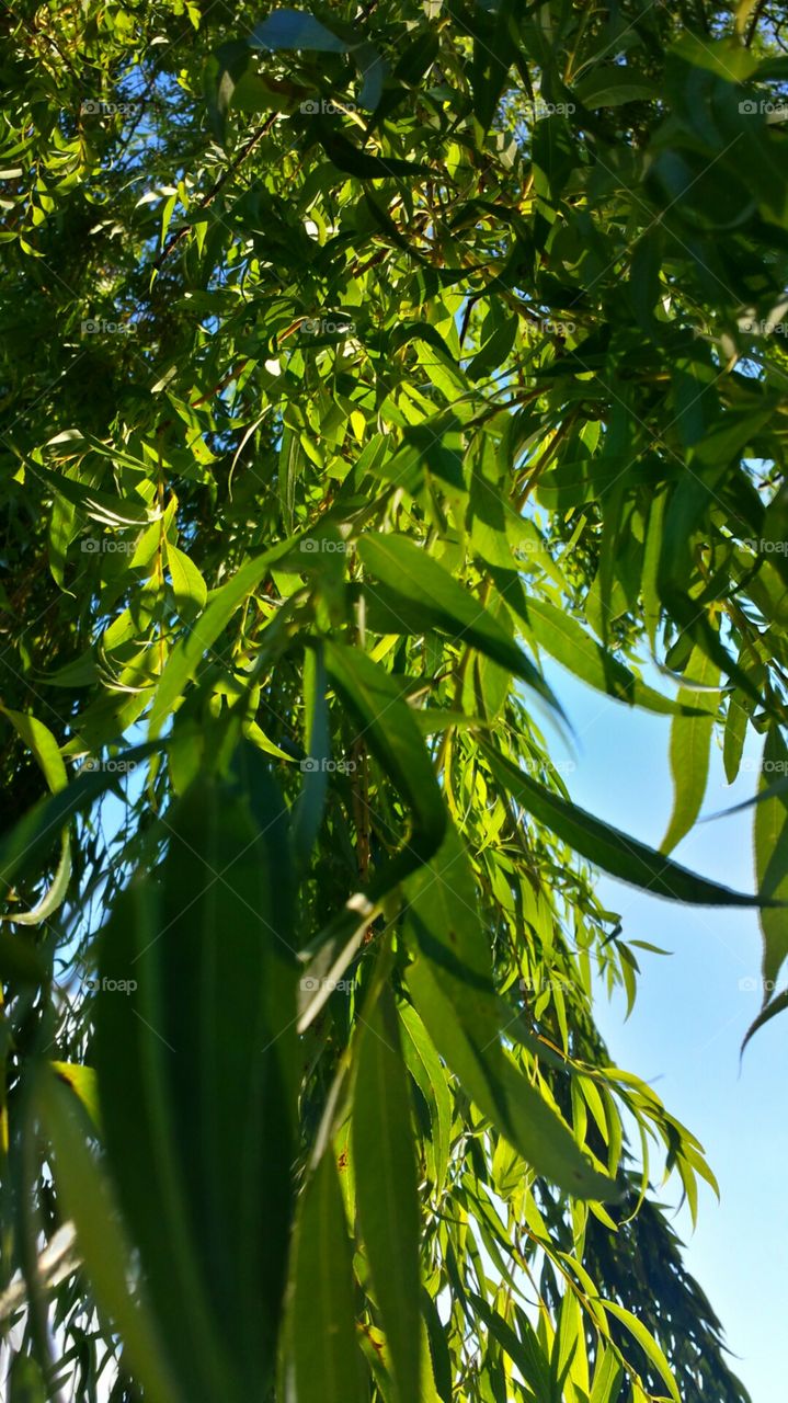 Weeping Willow Leaves