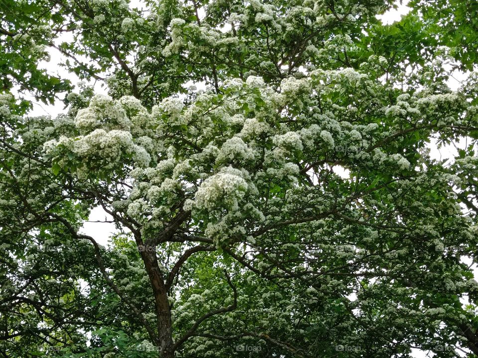 A large tree blooms with white flowers.