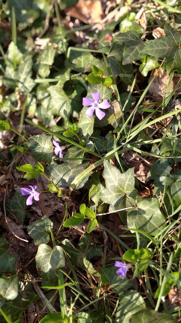 violet spring flower