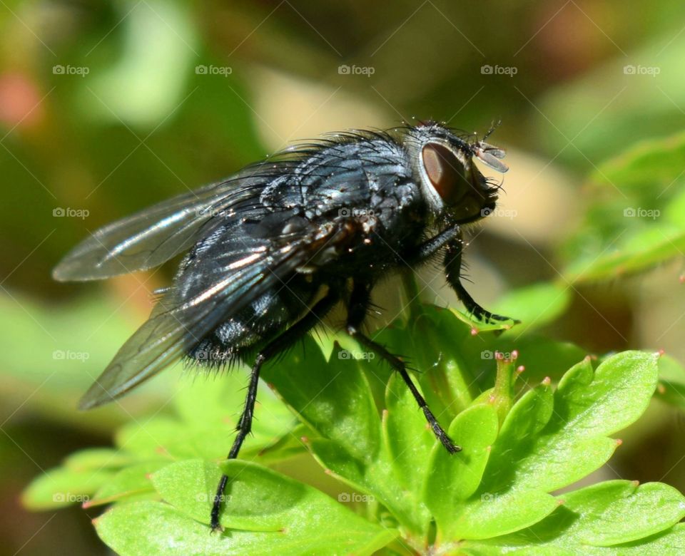 fly on the leaf