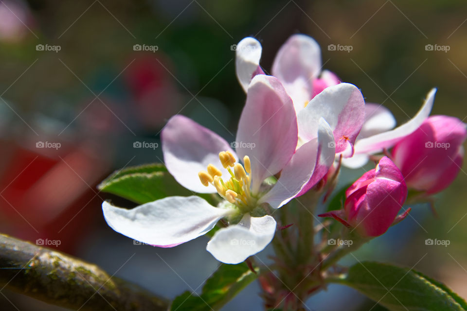 apple tree in full bloom
