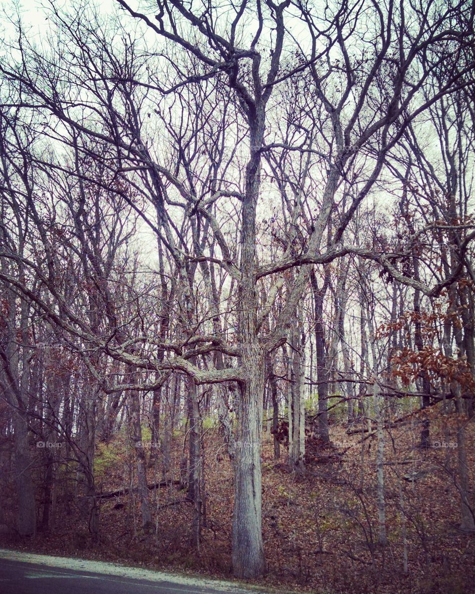 A big, beautiful tree in the park