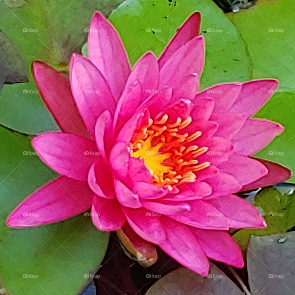 water Lily