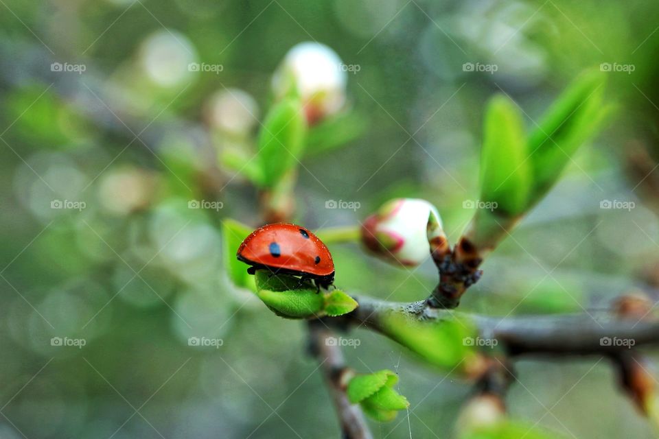 Ladybug