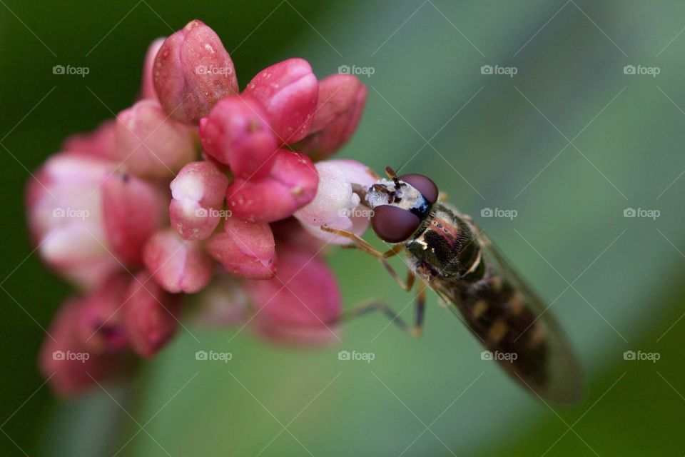 Fly Feeding From Flower