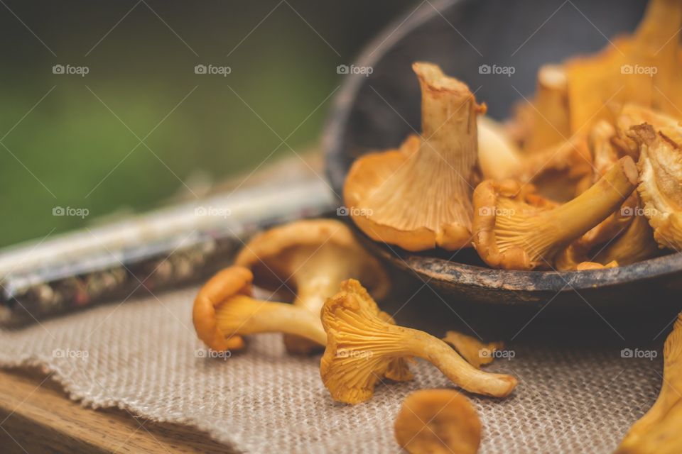 Chanterelle mushrooms 