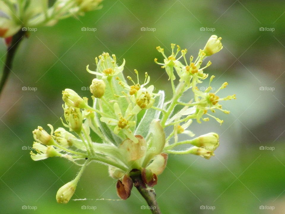 Pollinated wild cherry blossoms