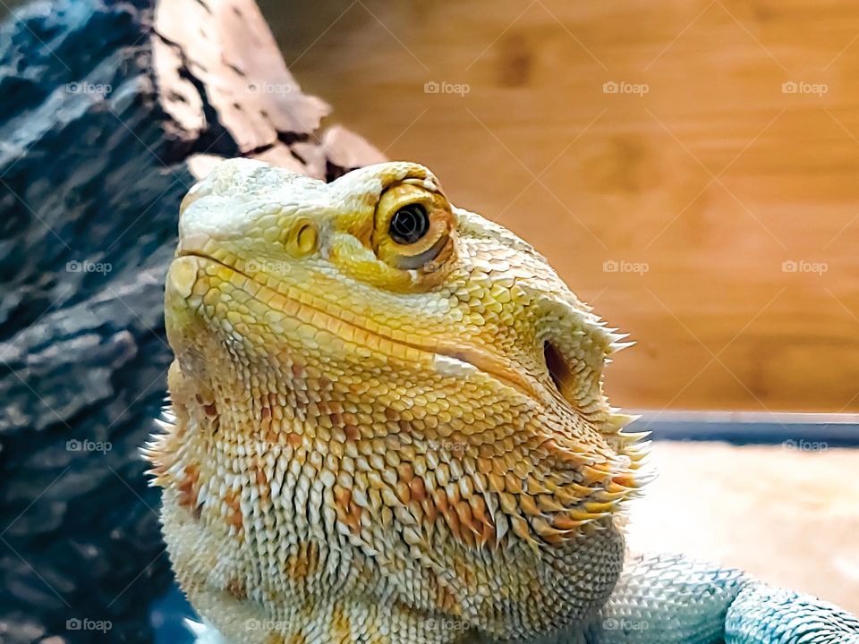 Bearded dragon pet