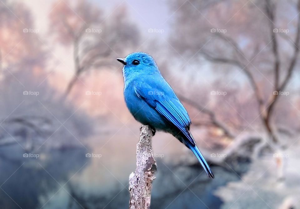 Beautiful and cute bird