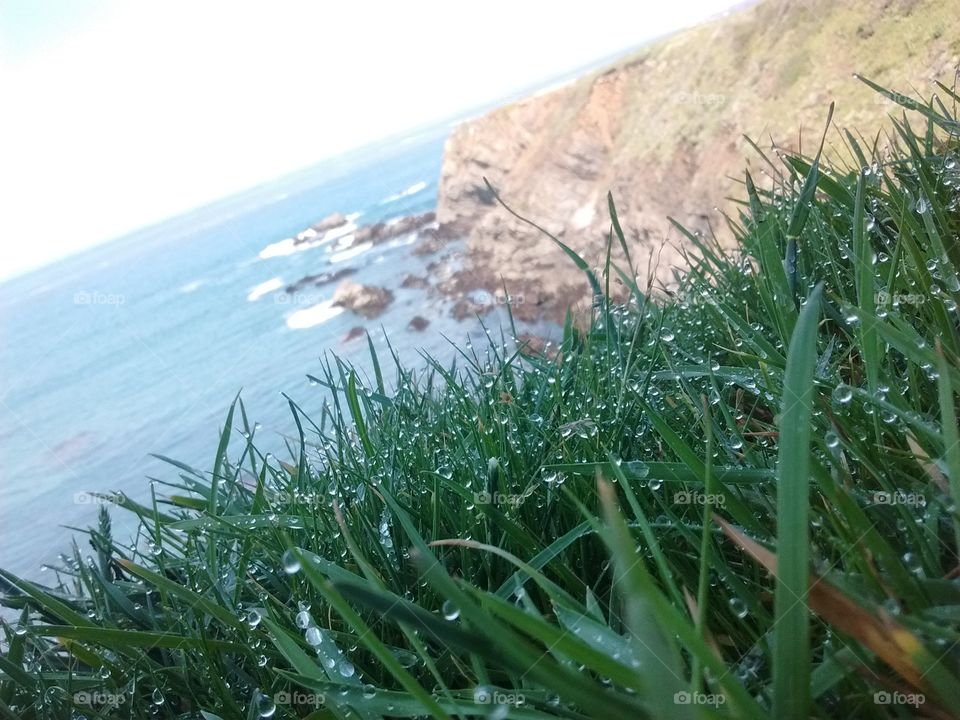 dew on grass by ocean