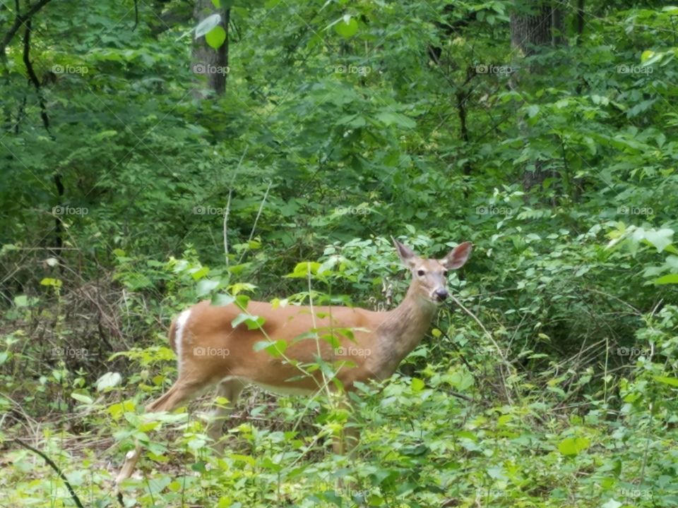 deer on the path