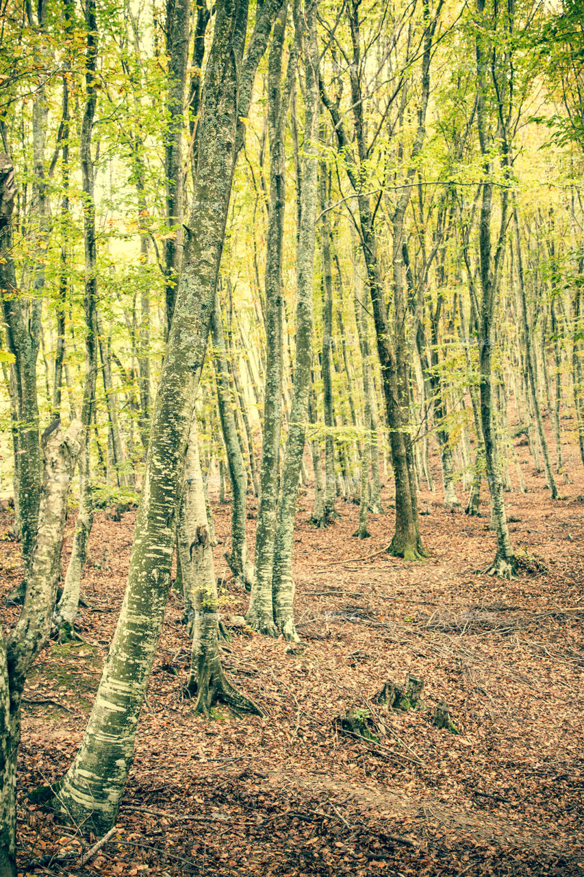 Wood, No Person, Nature, Landscape, Leaf