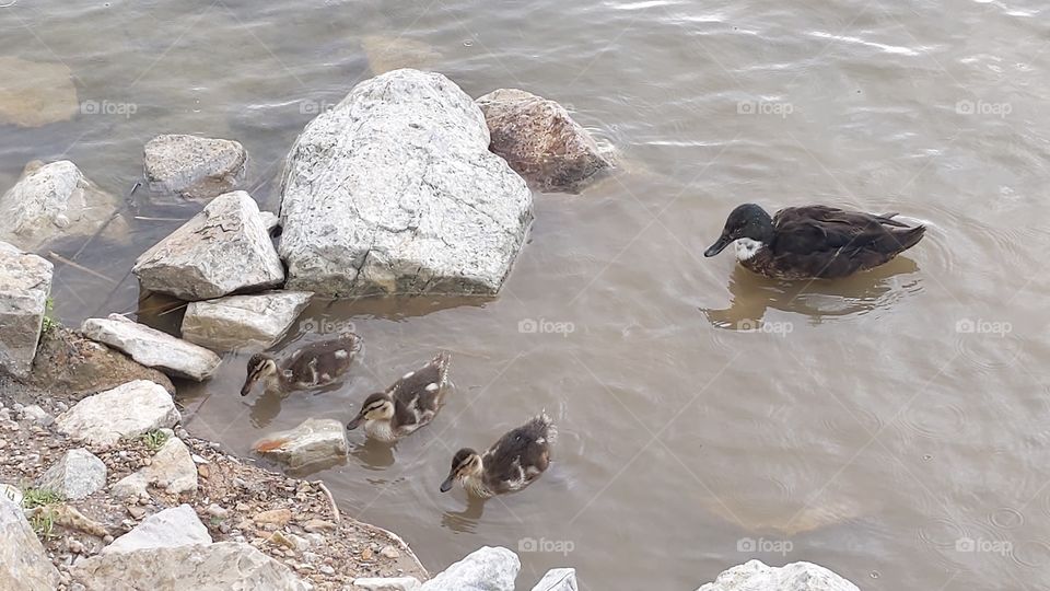 A Lake in Utah with Mommy and Baby Ducks ©️ Copyright CM Photography