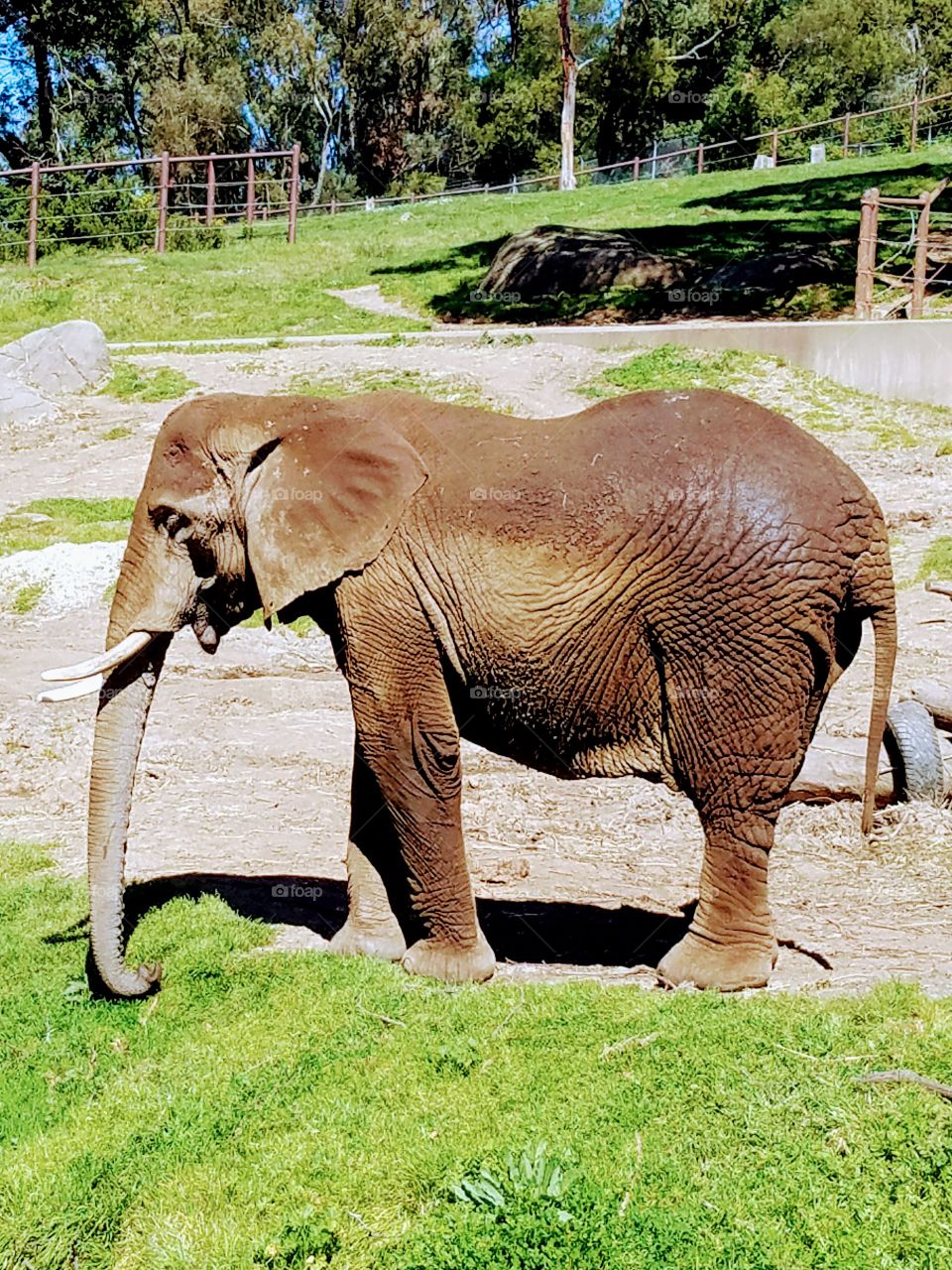 Elephant