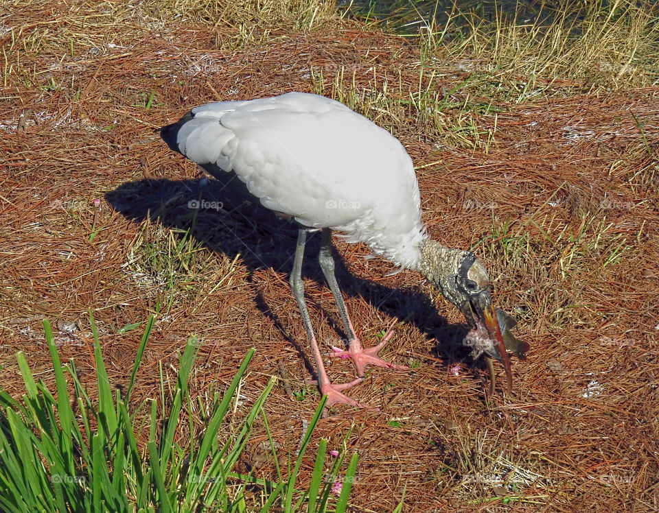 Looking for lunch